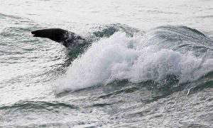 Cape Bridgewater Surfing Seal