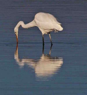 Fawthrop Lagoon Egret